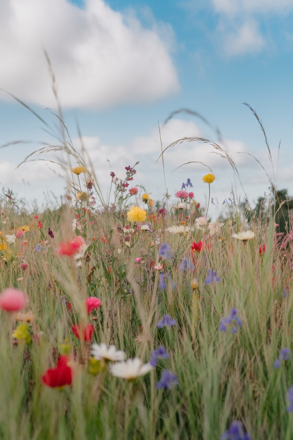 A colorful wildflower meadow with various flowers and grasses under a blue sky.
